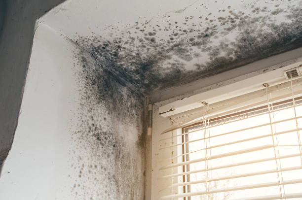 Affordable Mold Remediation solutions in New Brunswick, NJ